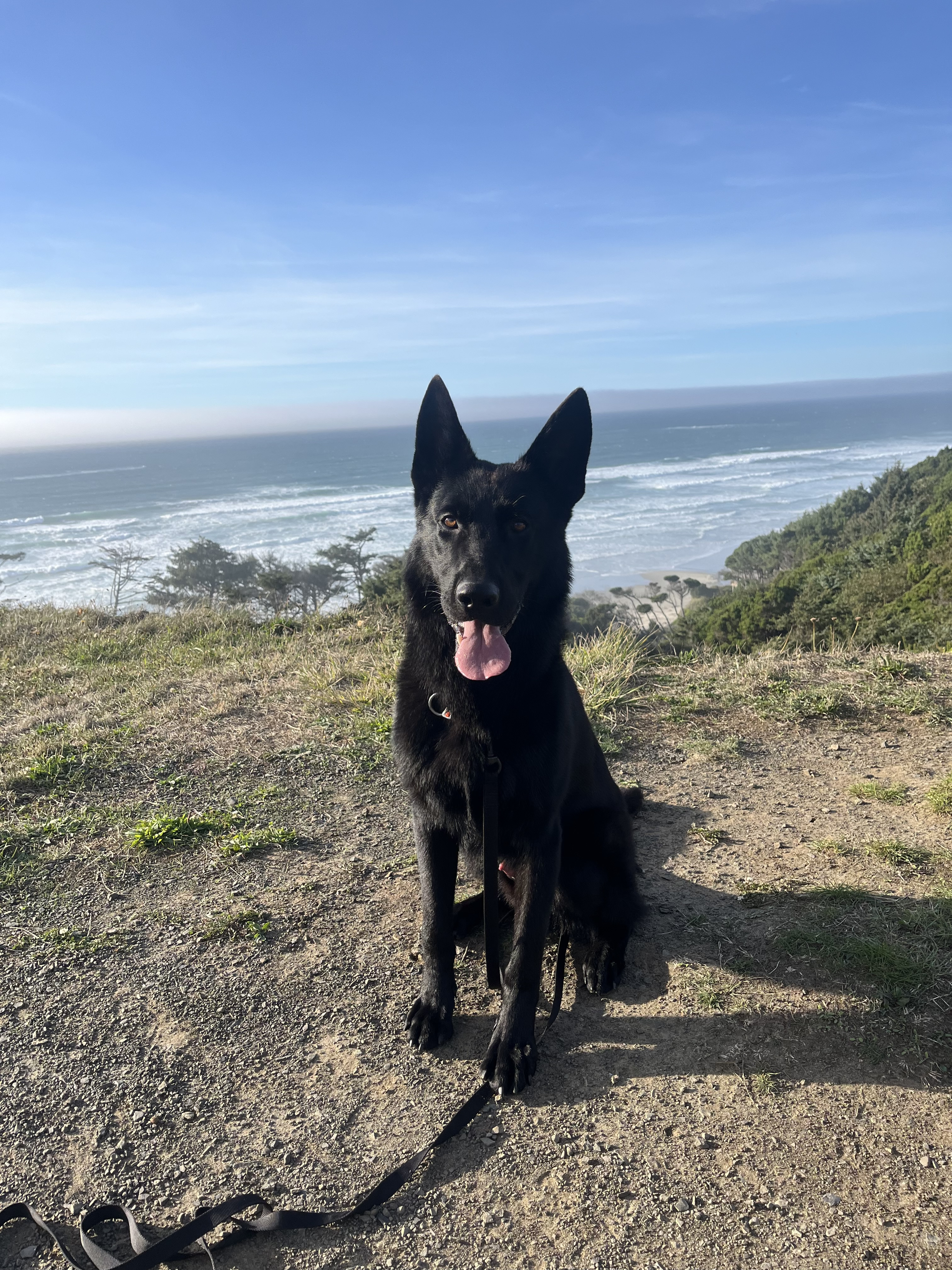 K9 Sly at the beach