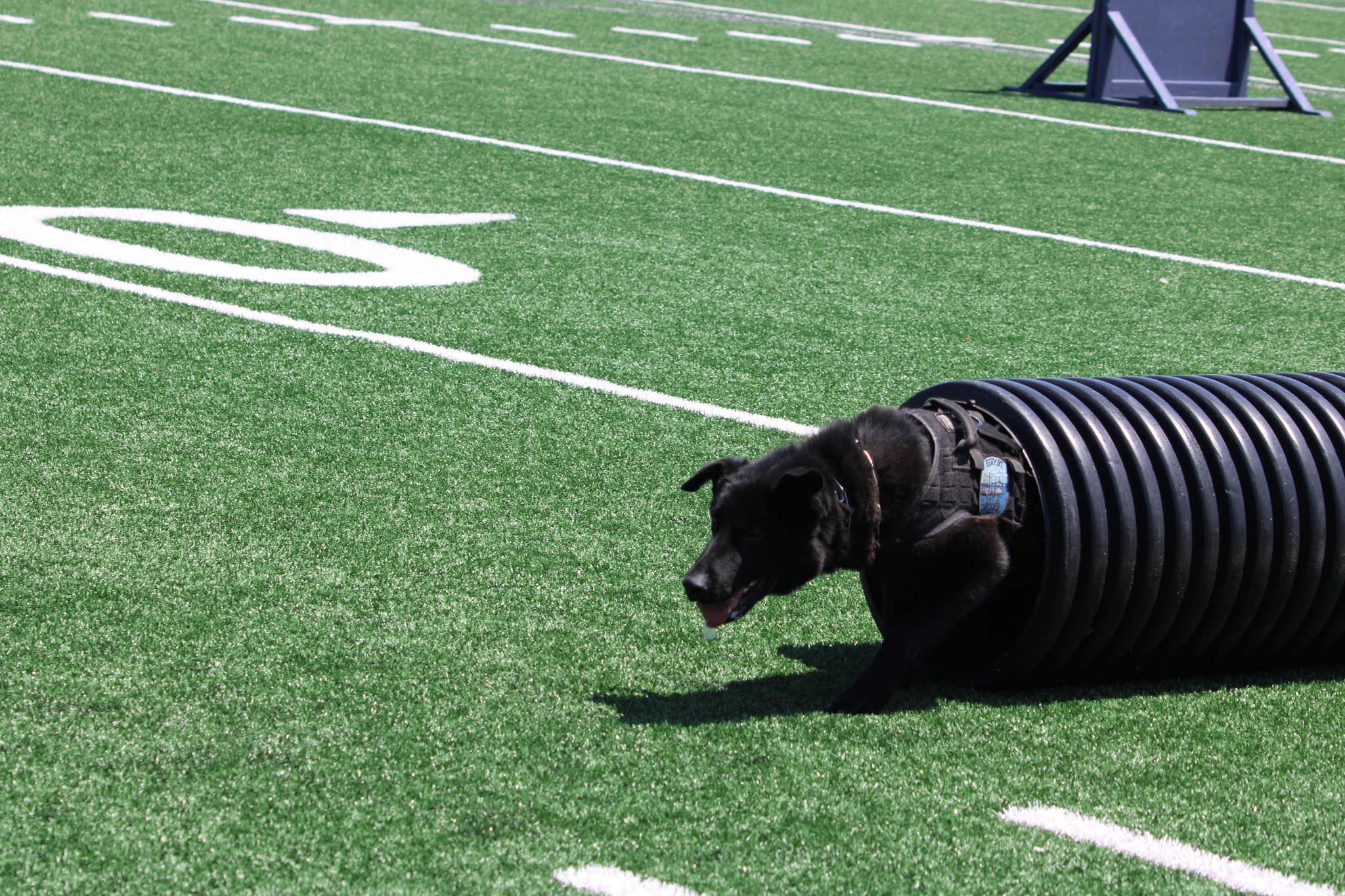 K9 Sly - Winner of the 2025 Top Dog Competition