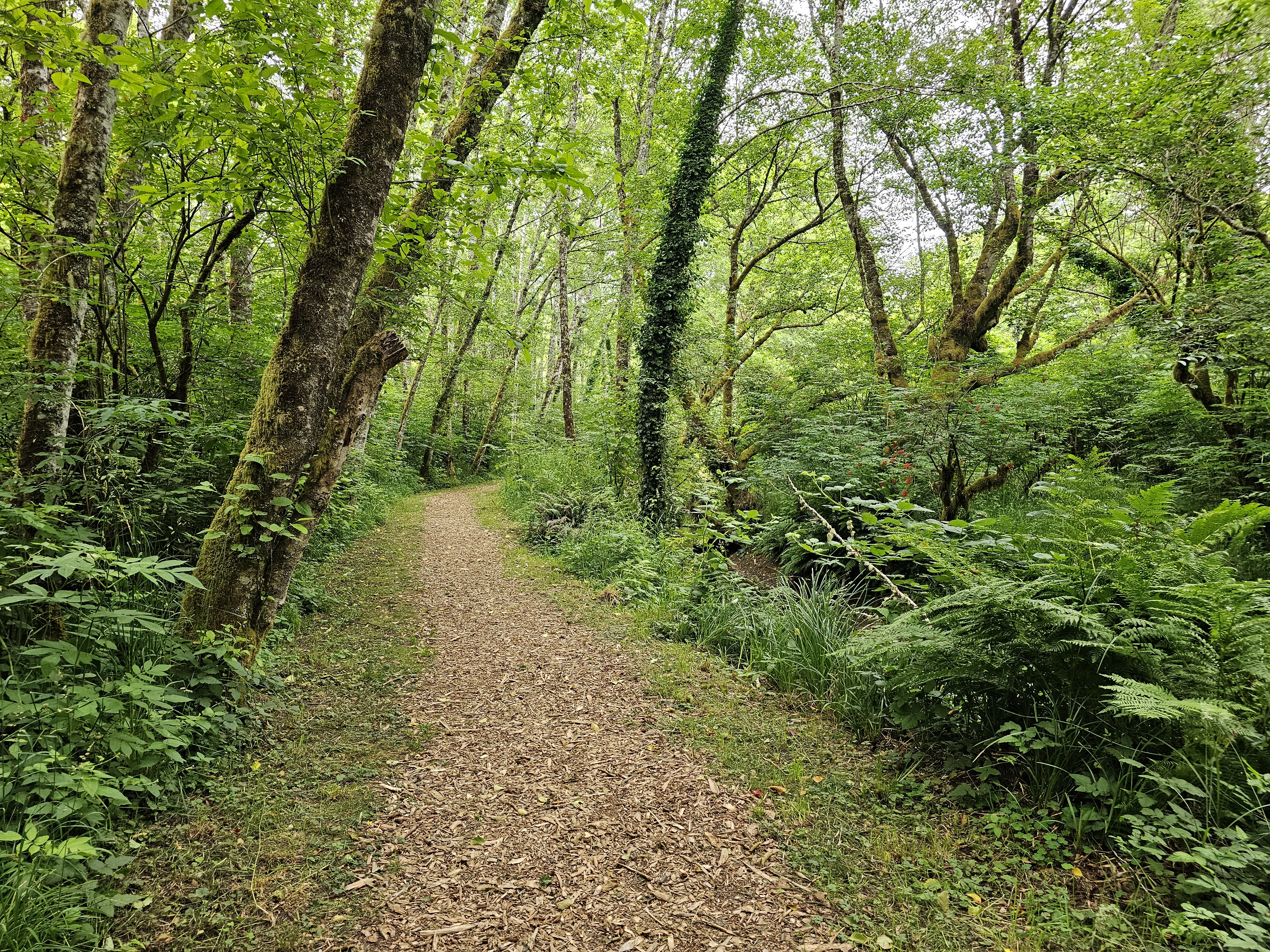 forested trail with woodchip path