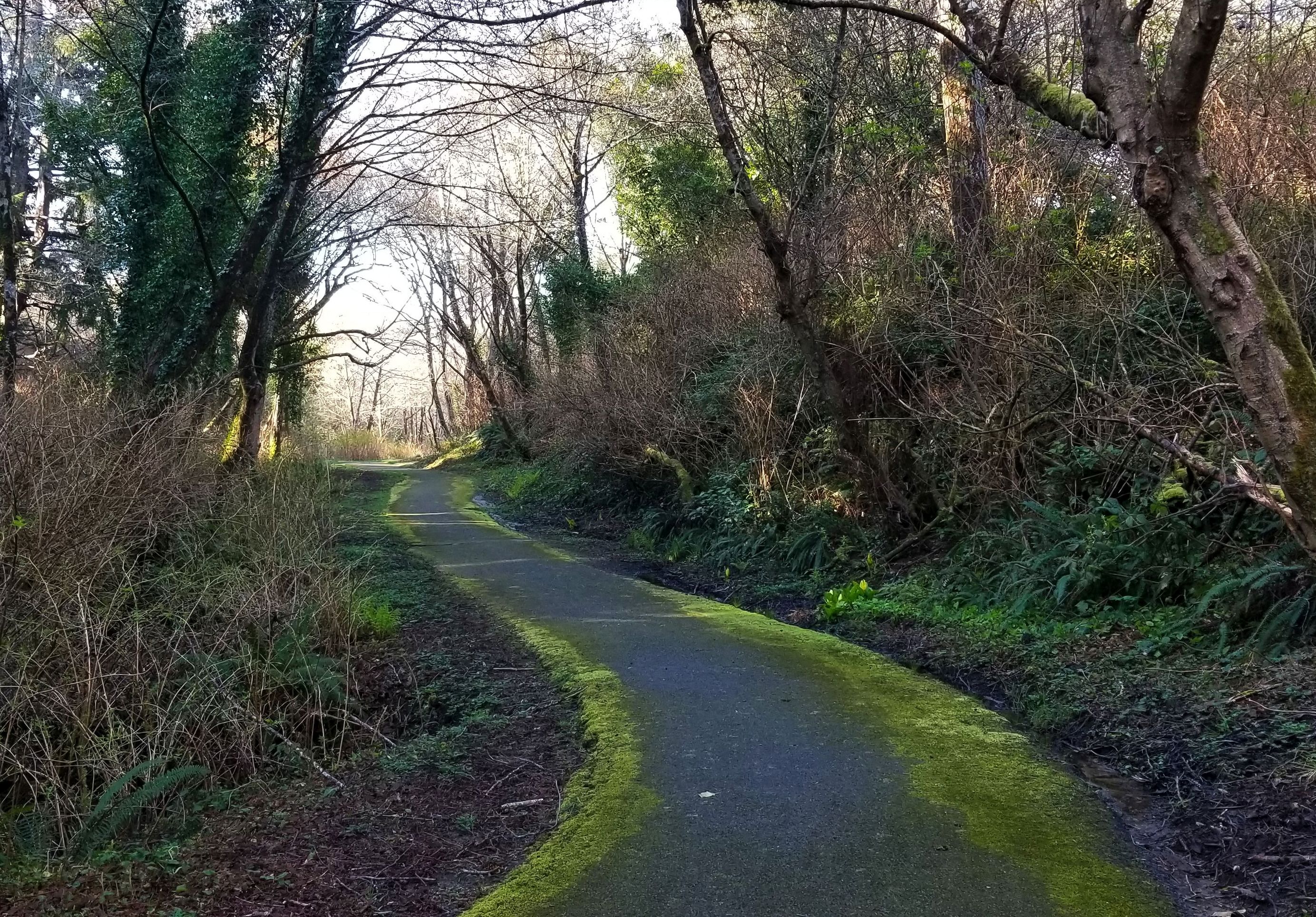 shady mossy paved walkway with overhanging trees