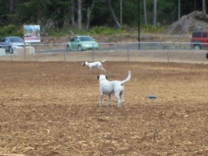 Dog Park 2