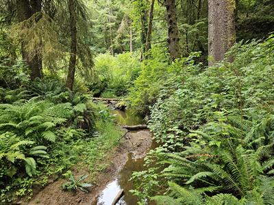 forested creek