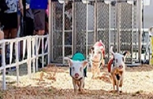 Pig_Races