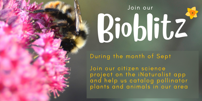 Bioblitz